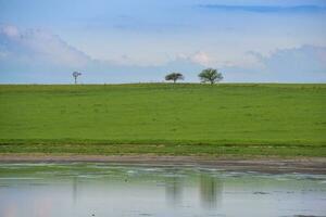 verão paisagem, pampas, Patagônia, Argentina foto