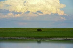 verão paisagem, pampas, Patagônia, Argentina foto