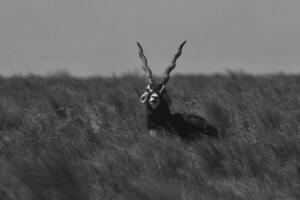 masculino blackbuck antílope dentro pampas avião ambiente, la pampa província, Argentina foto