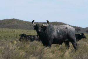 água búfalo, Bubalus bubalis, espécies introduzido dentro Argentina, la pampa província, patagônia. foto