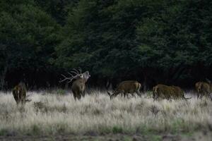 vermelho veado dentro la pampa, Argentina, parque luro, natureza reserva foto