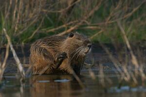 coipo, miocastor coypus, la pampa província, Patagônia, Argentina. foto