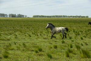 rebanho do cavalos dentro a zona rural, la pampa província, Patagônia, Argentina. foto