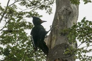 magalhães pica-pau dentro patagônico floresta ambiente, los glaciares nacional parque, santa cruz, Argentina foto