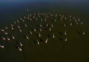 flamingos dentro patagônia , aéreo Visão foto