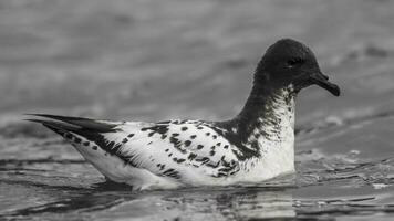 capa petrel , decepção ilha, antártica. foto