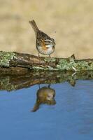 ruivo colarinho pardal, zonotrichia capensis, caldeirão fores, la pampa , Argentina foto