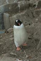 gentoo pinguim, pygoscelis papua, antártica. foto