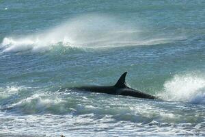 orca patrulhando a costa, península valdes, patagônia Argentina foto