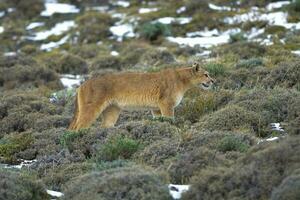 Puma caminhando dentro montanha ambiente, torres del paine nacional parque, Patagônia, Chile. foto