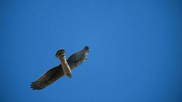 grandes alado harrier dentro voo, la pampa província, patagônia , Argentina foto