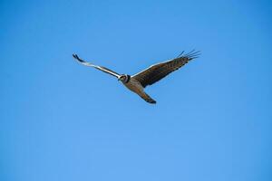 grandes alado harrier dentro voo, la pampa província, patagônia , Argentina foto