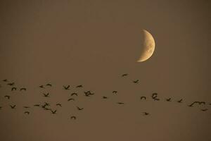 lua dentro uma Claro céu antes Sombrio foto