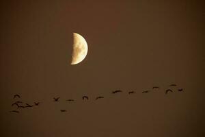 lua dentro uma Claro céu antes Sombrio foto