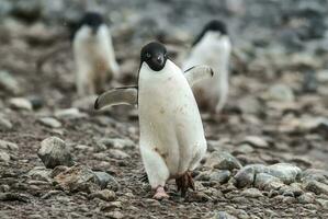 Adelie pinguim, antartica foto