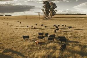 gado levantando dentro pampas interior, la pampa província, Argentina. foto