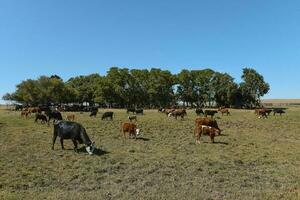 rebanho do vacas dentro pampas interior, la pampa, província, Patagônia, Argentina. foto