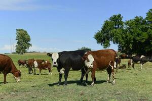 grupo do vacas olhando às a Câmera, Buenos aires província, Argentina foto