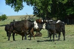 gado e bezerro sucção, Argentino campo, lá pampa província, Argentina. foto