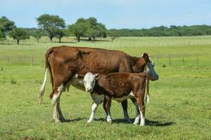 vaca e bebê dentro pampas zona rural, Patagônia, Argentina. foto