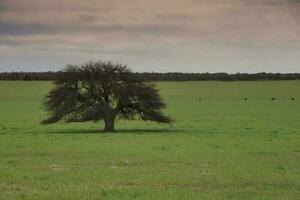 caldeirão floresta paisagem, la pampa província, Patagônia, Argentina. foto