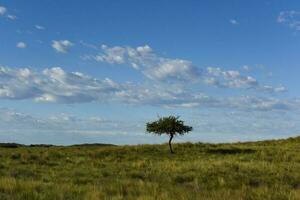 pampas Relva paisagem, la pampa província, Patagônia, Argentina. foto