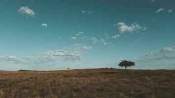 pampas Relva paisagem, la pampa província, Patagônia, Argentina. foto