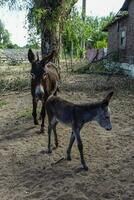 asno recém-nascido bebê dentro fazenda, Argentino campo foto