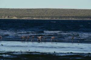 flamingos dentro marinha, patagônia, Argentina foto