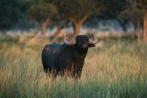 água búfalo, Bubalus bubalis, espécies introduzido dentro Argentina, la pampa província, patagônia. foto