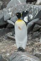 imperador pinguim, aptenodytes Forsteri, dentro porta lockroy, mais goudier ilha, antártica. foto