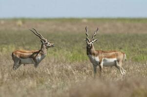 blackbuck antílope dentro pampas avião ambiente, la pampa província, Argentina foto