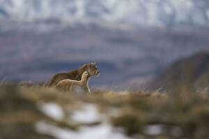 Puma caminhando dentro montanha ambiente, torres del paine nacional parque, Patagônia, Chile. foto