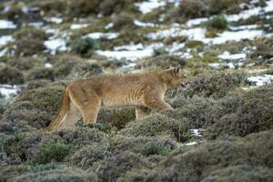 Puma caminhando dentro montanha ambiente, torres del paine nacional parque, Patagônia, Chile. foto