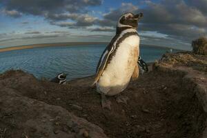 magalhães pinguim, Caleta valdez, Península valdes, chubut província, patagônia Argentina foto