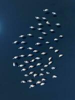 flamingos dentro patagônia , aéreo Visão foto