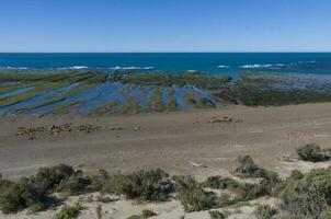 costeiro panorama com falésias dentro Península valdes, mundo herança site, patagônia Argentina foto