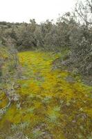 musgo em a molhado chão, dentro uma semideserto ambiente, Península valdes, Patagônia, Argentina. foto