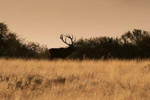 masculino vermelho veado dentro la pampa, Argentina, parque luro, natureza reserva foto