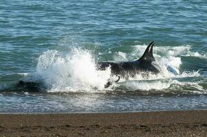 assassino baleia Caçando mar leões em a paragoniano costa, Patagônia, Argentina foto