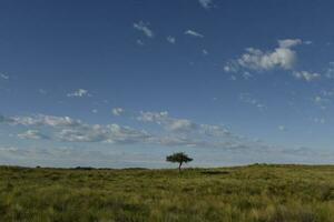 pampas Relva paisagem, la pampa província, Patagônia, Argentina. foto