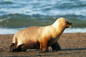 sul americano mar leão (otaria flavescens) fêmea, Península valdes ,chubut,patagonia, Argentina foto