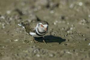 três Unido tarambola.charadrius tricolaris, Kruger nacional parque, sul África. foto