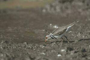 três Unido tarambola.charadrius tricolaris, Kruger nacional parque, sul África. foto