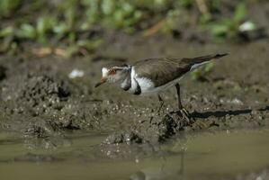 três Unido tarambola.charadrius tricolaris, Kruger nacional parque, sul África. foto