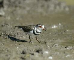 três Unido tarambola.charadrius tricolaris, Kruger nacional parque, sul África. foto