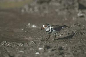 três Unido tarambola.charadrius tricolaris, Kruger nacional parque, sul África. foto