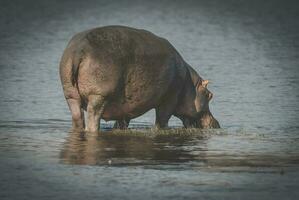 hipopótamo anfíbio, sul África foto