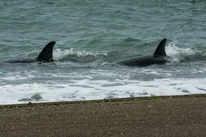 orca patagônia , Argentina foto