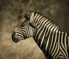 comum zebra, sul, África foto